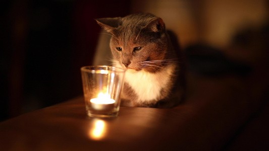 灰猫盯着蜡烛看感觉很舒舒服服视频