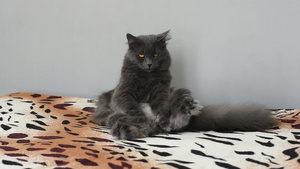 黑灰色的毛毛小猫坐在床上很滑稽女孩上楼开始摸他18秒视频