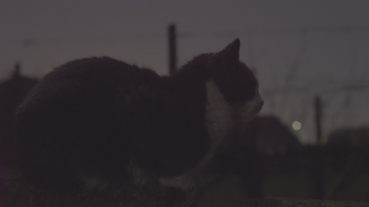 黑暗中的猫视频