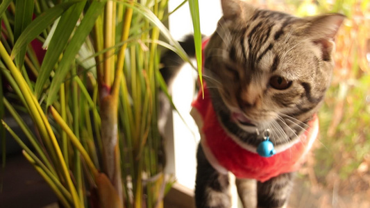 穿着圣塔克萨斯服装的苏格兰折叠猫视频