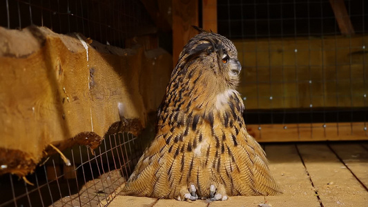 一只美丽的大猫头鹰坐在木地板上视频