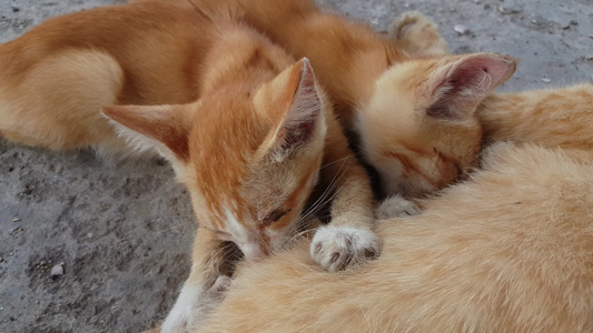 两只可爱的小猫喝妈妈的牛奶视频