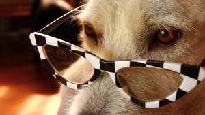 戴着眼镜的狗7秒视频