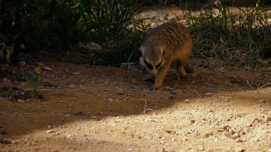 Meerkat向相机走去视频