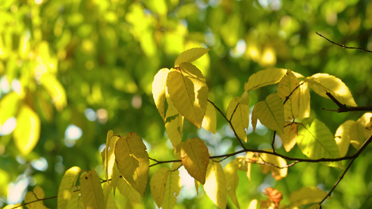 4k实拍秋天意境黄色的树叶空镜头视频