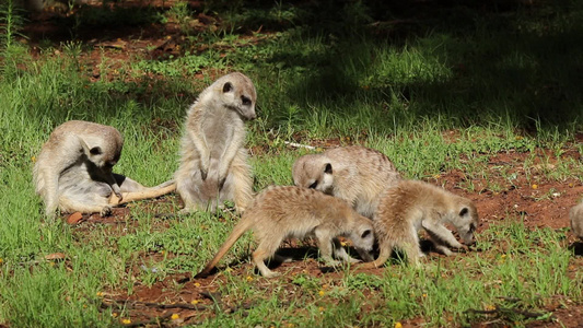 养活Meerkat家庭视频