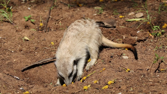 活性促进meerkatmeerkat视频