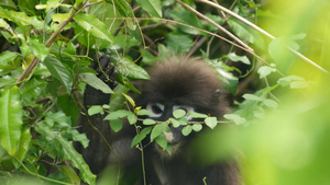 在自然栖息地的安通国家公园的绿叶中可爱的眼镜叶叶猴15秒视频