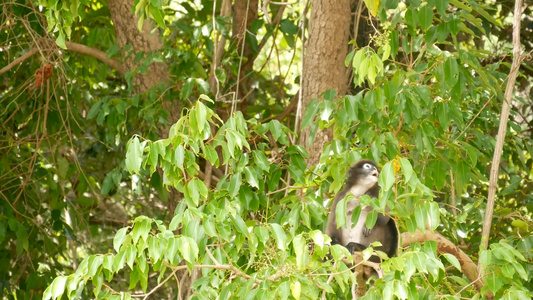 在自然栖息地的安通国家公园的绿叶中可爱的眼镜叶叶猴视频