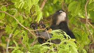 在自然栖息地的安通国家公园的绿叶中可爱的眼镜叶叶猴22秒视频