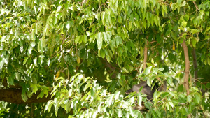 在自然栖息地的安通国家公园的绿叶中可爱的眼镜叶叶猴25秒视频