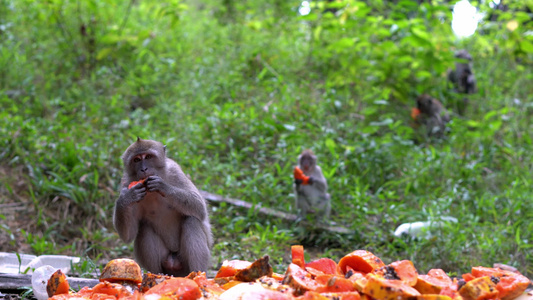猴子户外吃木瓜果视频