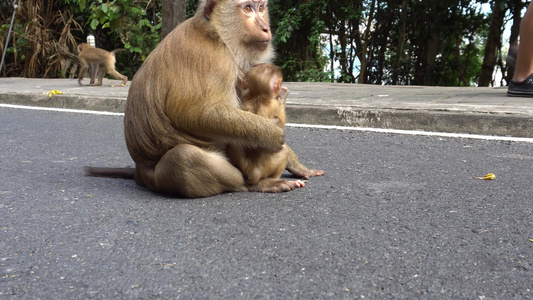 大猴子和宝宝棕色眼睛视频
