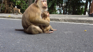 大猴子和宝宝8秒视频