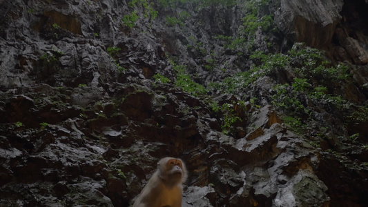 猴子在巴图山洞中马来人视频