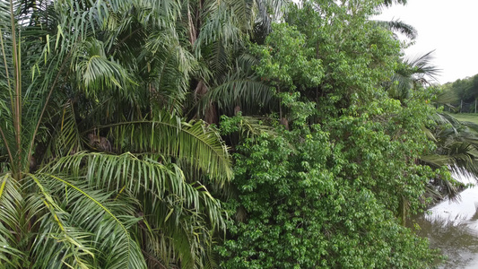 猴子在棕榈树上行走视频