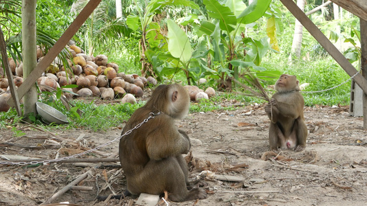 可爱的猴子工人从椰子收获收集中休息使用链上圈养的动物视频