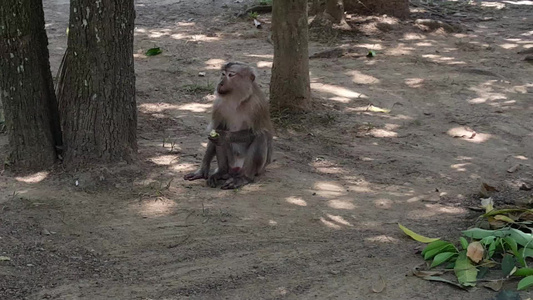 吃水果的猴子视频