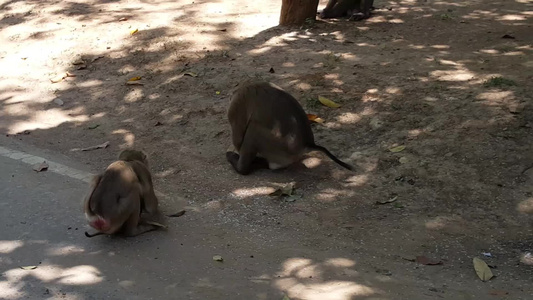 养着小猴子的猴子吃稻种视频