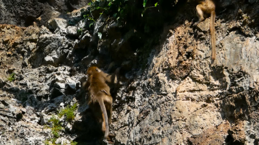 猴子的家族在青绿和根茎之间在一个纯洁的岩石上视频