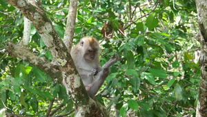 猴子在树上11秒视频