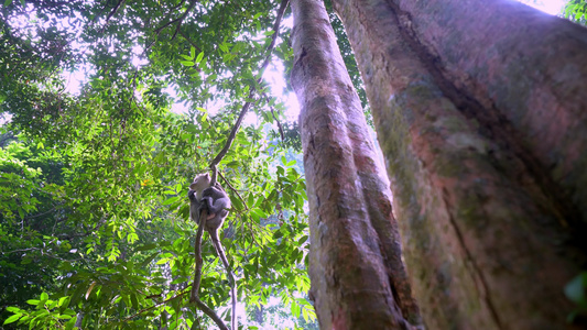在雨林中寻找猴子爬树枝视频