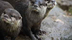 水獭21秒视频