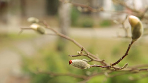 木兰花35秒视频