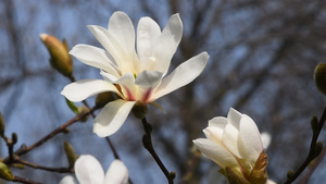 白木兰花花头8秒视频