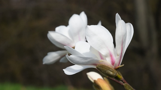 白色木兰花花边视图视频