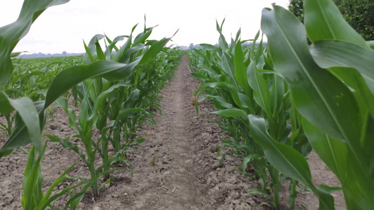 玉米种植区5视频