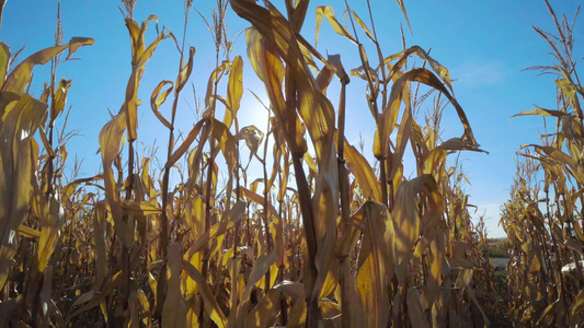 阳光照在玉米田上电影风景视频
