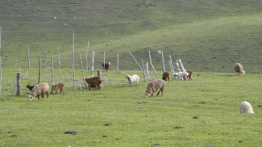 新疆天山牧场牲畜视频