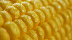 玉米上含黄黄鲜玉米的麦子上滴水7秒视频