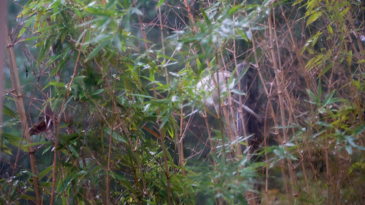 大雨中的绿色植物视频