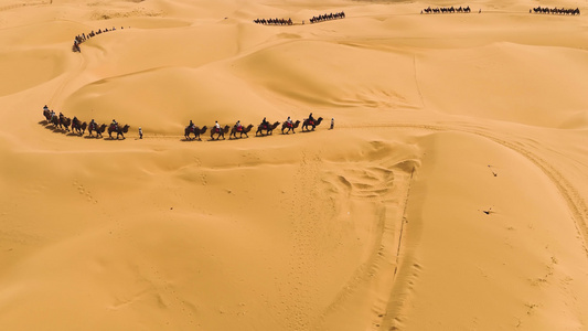 航拍壮观的沙漠骆驼队伍视频