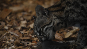 野猫吃老鼠12秒视频