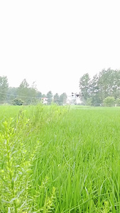 无人机农业管理无人机喷药视频