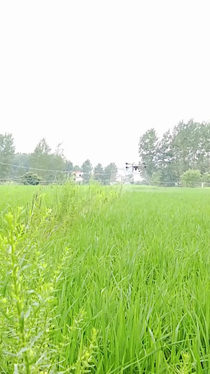 无人机农业管理无人机喷药49秒视频