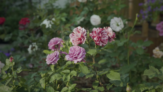 玫瑰园中美丽的玫瑰视频