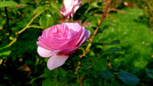 在阳光明媚的一天在花园里在一个粉红色的玫瑰芽上特写12秒视频
