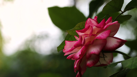 花园里的玫瑰视频