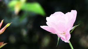 花园里的玫瑰20秒视频