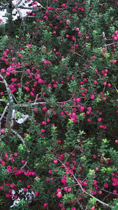陕西红富士苹果园航拍素材陕西特产视频