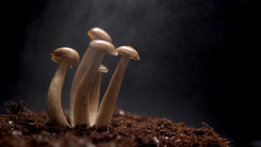 土生长野生菌蘑菇视频