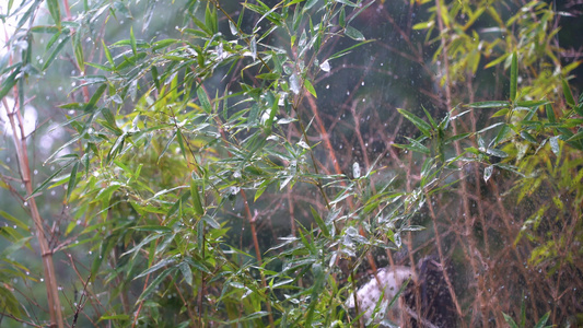 大雨中的绿色植物视频