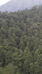 大自然绿色森林植物竖屏航拍视频