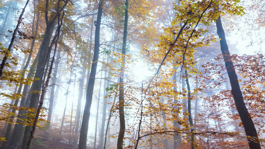 阳光下金黄色的秋天树木视频