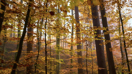 金黄色下的秋天树木林视频