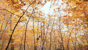 秋天的金黄落叶树木19秒视频